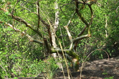 Commiphora leptophloeos