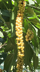 Citharexylum donnell-smithii