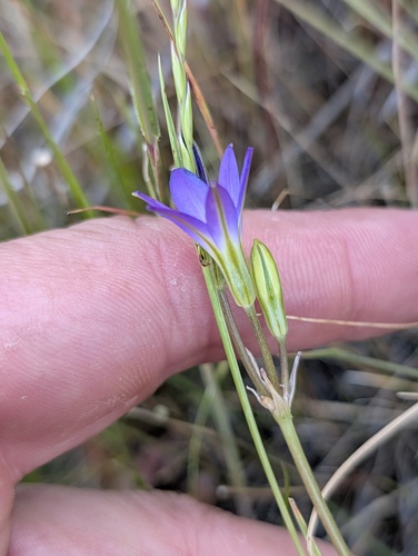 Brodiaea filifolia, photograph 6