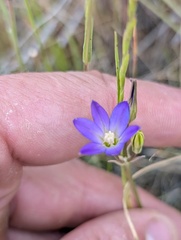 Brodiaea filifolia, photograph (c) Trevor Van Loon, some rights reserved (CC BY)