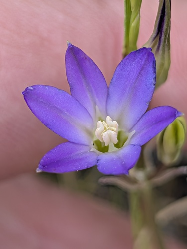 Brodiaea filifolia, photograph 3