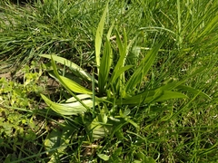 Plantago lanceolata