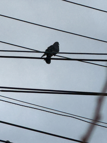 African Collared Dove (Streptopelia roseogrisea), photo 7