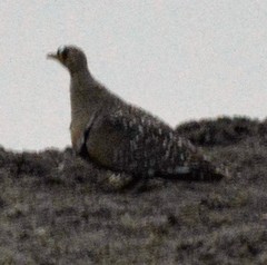 Pterocles bicinctus multicolor