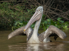 Pelecanus philippensis