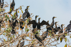 Indian Cormorant photo 6