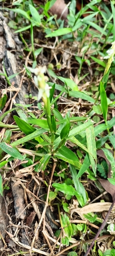 Ischaemum muticum observed 2026-04-25
