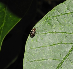 Exora olivacea