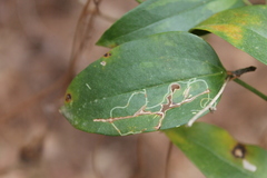 Marmara smilacisella