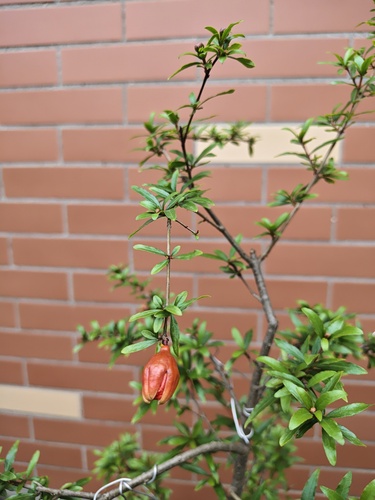 pomegranate