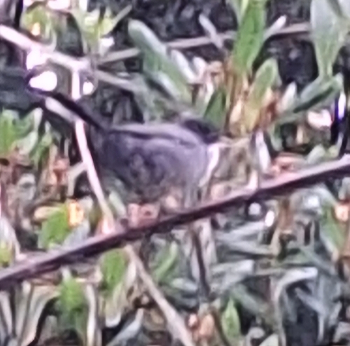 Avistamiento Curruca cabecinegra