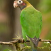 Brown-hooded Parrot - Photo (c) Anneke Jonker, some rights reserved (CC BY-NC), uploaded by Anneke Jonker