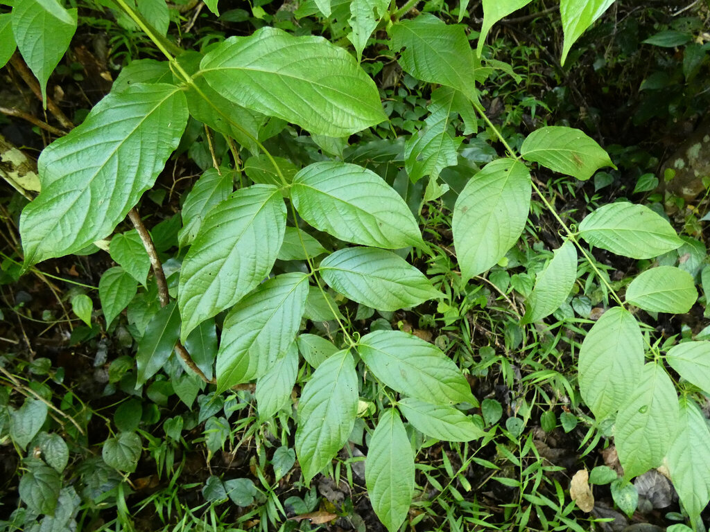 Uncaria lanosa; photograph (c) Steve Fitzgerald, some rights reserved (CC BY-SA)
