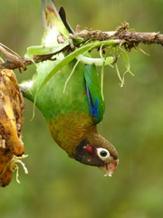 Pyrilia haematotis