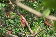 Ouratea castaneifolia