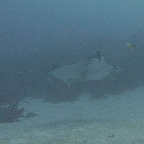 Mobula alfredi