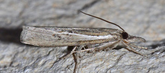 Fissicrambus quadrinotellus