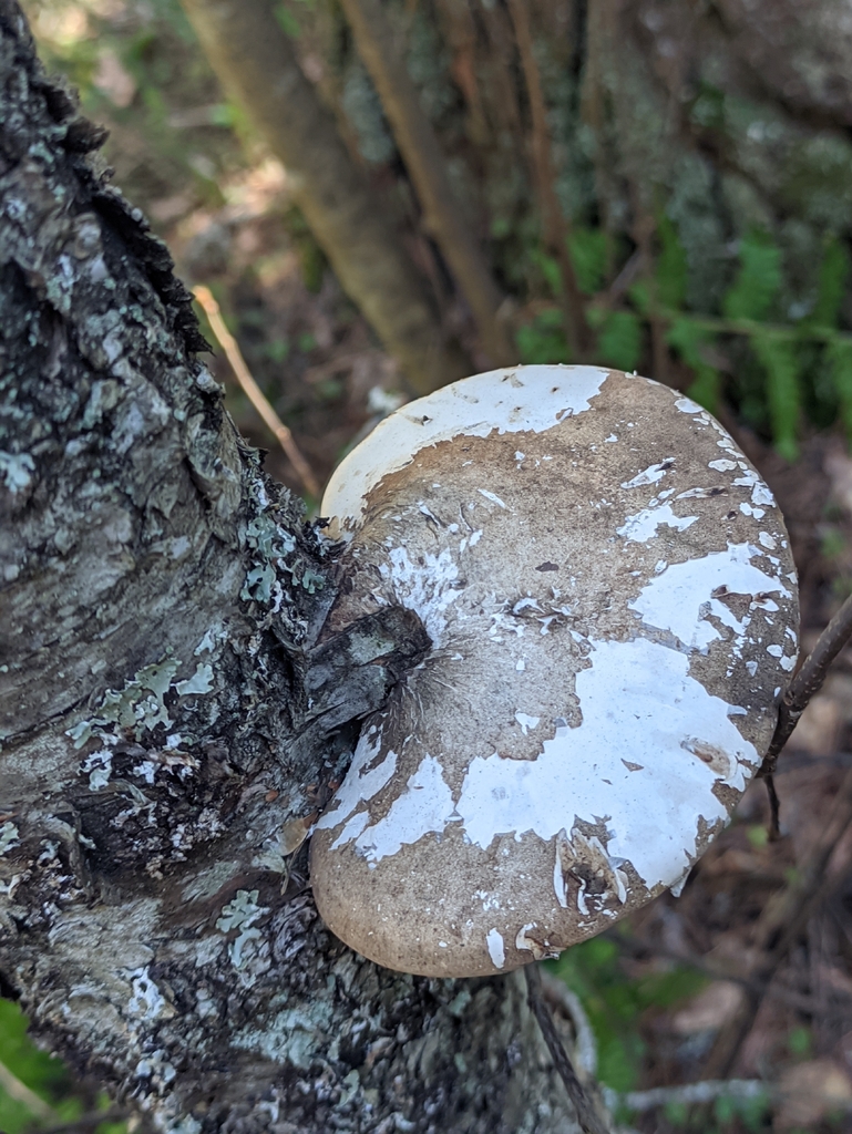 Fomitopsis betulina · April 2026 · photo: © naturalist57011 (iNaturalist, cc-by)