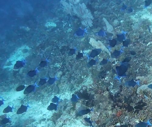 Odonus niger