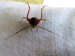 Krateromaspis dilatata