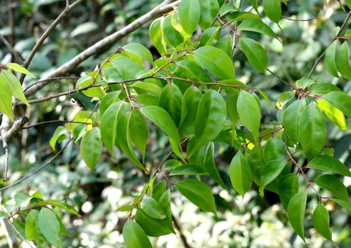 Lagerstroemia fordii, photograph 3