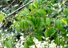 Lagerstroemia fordii, photograph author not stated, no rights reserved