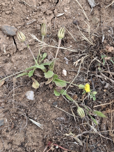 iNaturalist observation photo of Cretanweed
