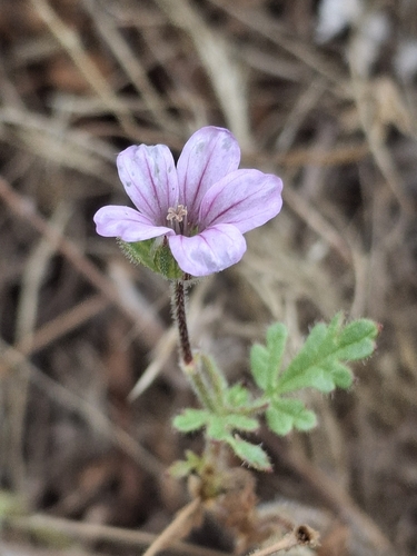 iNaturalist observation photo of Mediterranean Stork's-bill