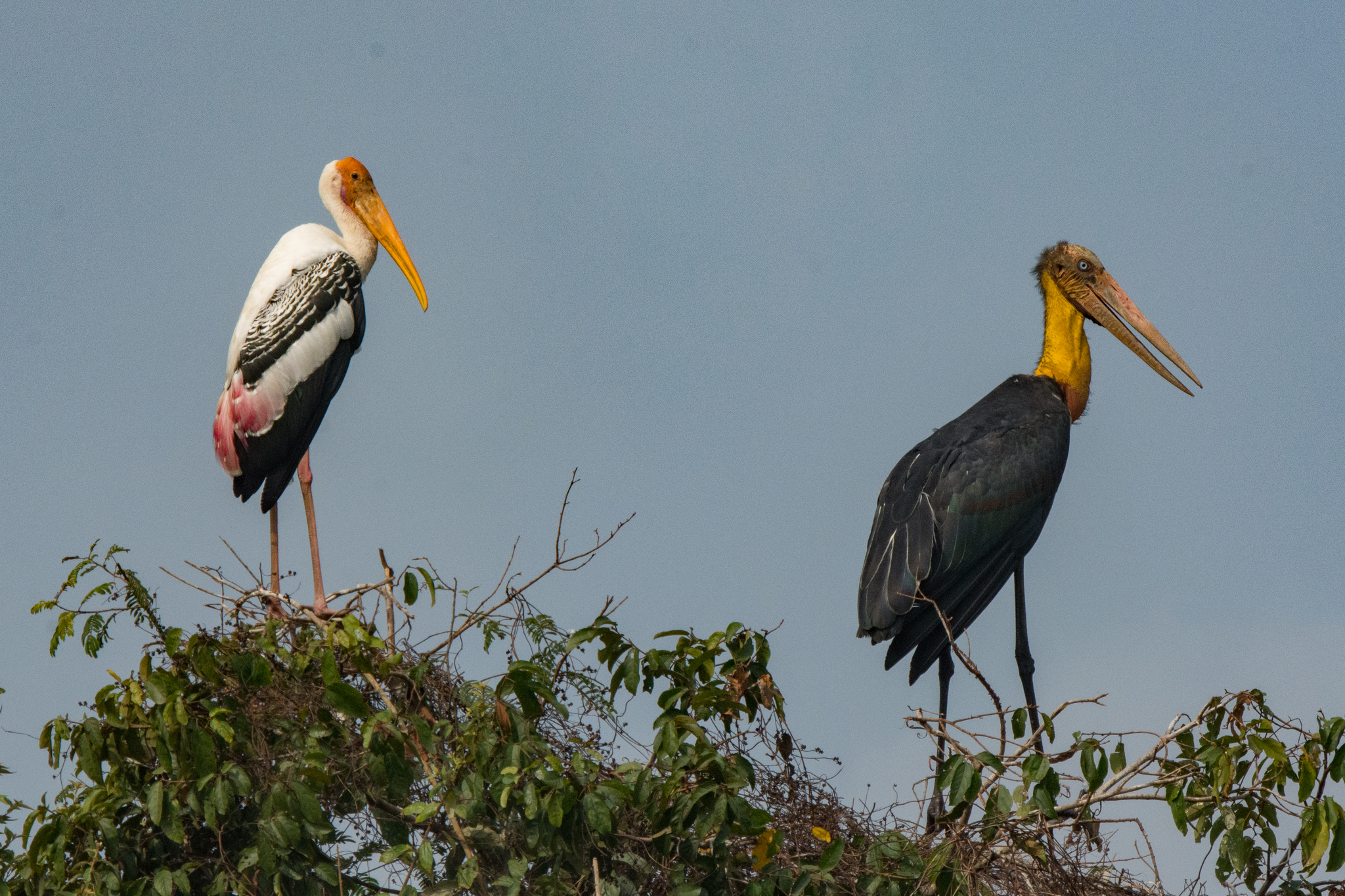 Lesser Adjutant (Leptoptilos javanicus)