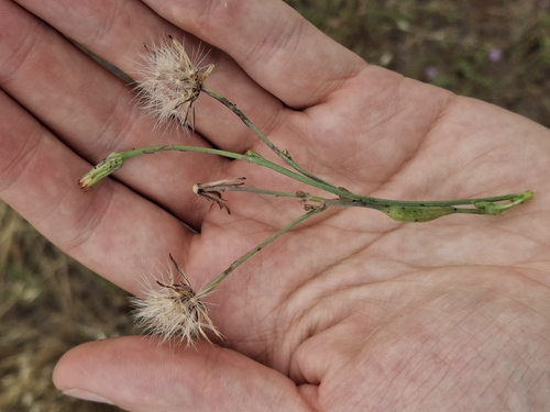 iNaturalist observation photo of Smooth Cat's Ear