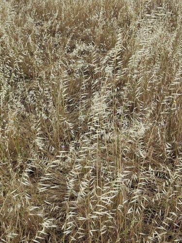 iNaturalist observation photo of Oats