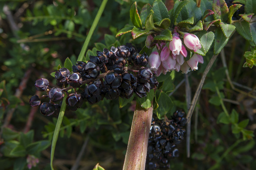 Coriaria ruscifolia (Coriaria ruscifolia)
