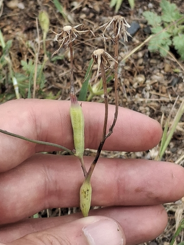iNaturalist observation photo of Catsear Gall Wasp