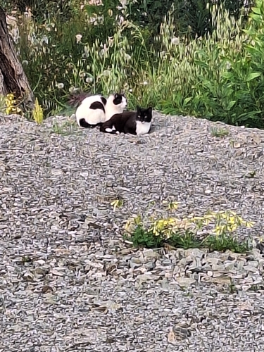 Avistamiento Gato montés (Sierra Nevada)