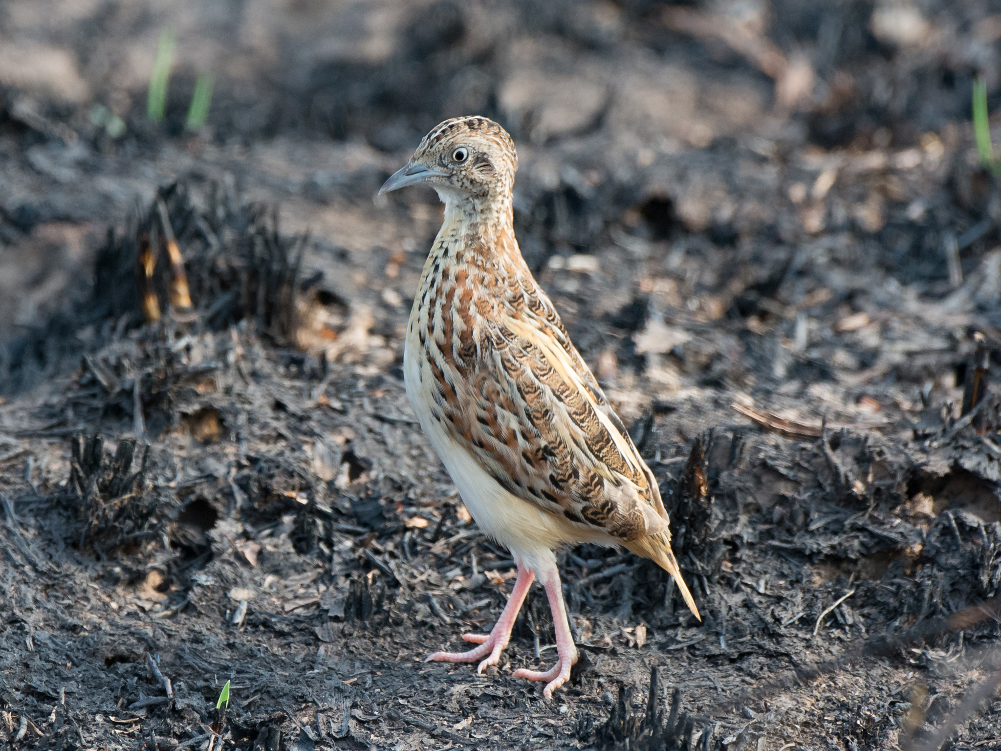 Common Buttonquail