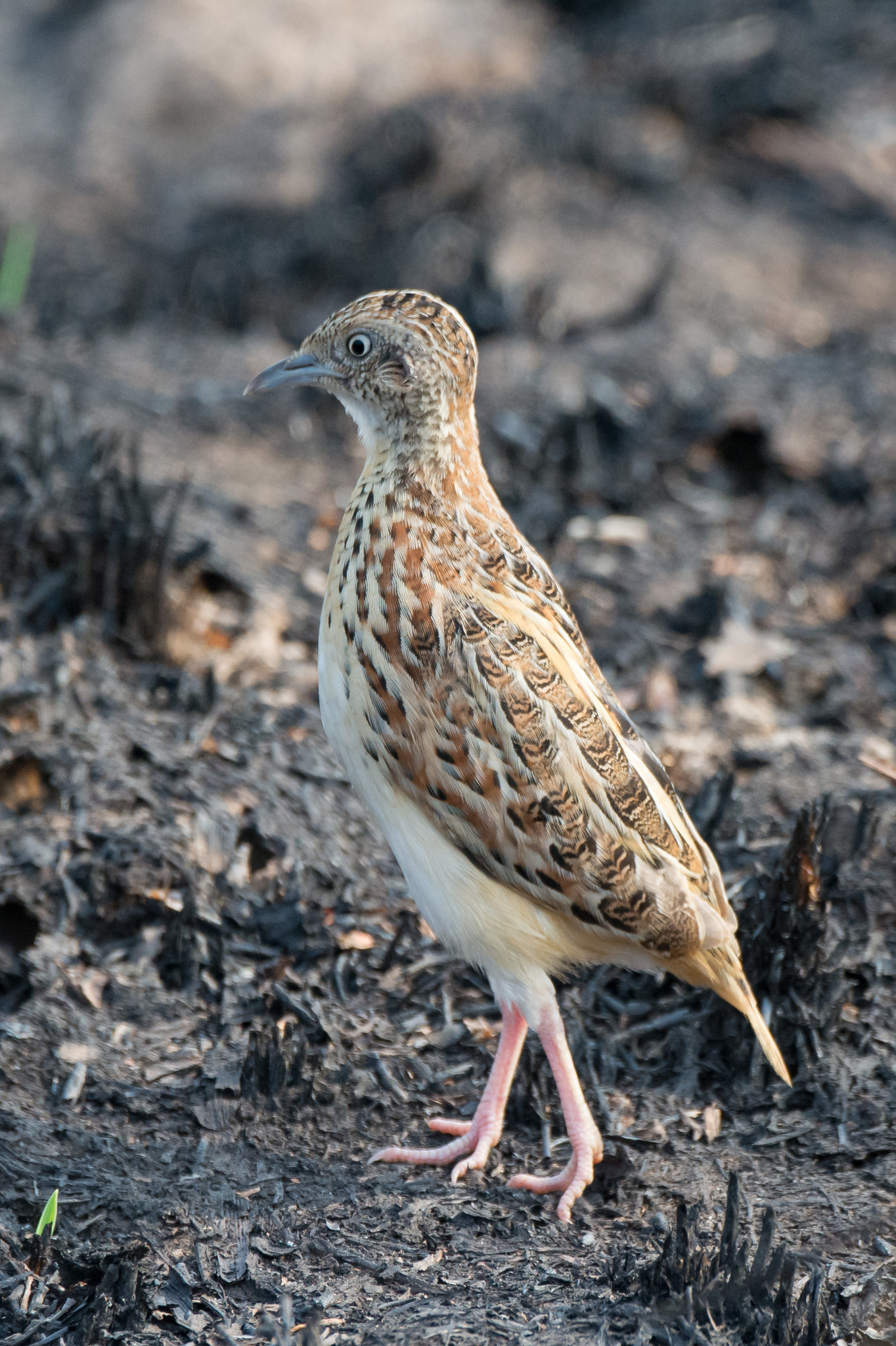 Common Buttonquail