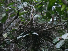 Tigriornis leucolopha