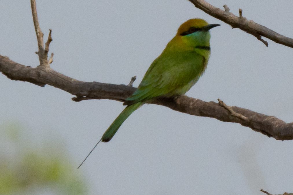 Asian Green Bee-eater