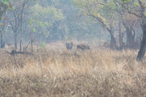 Eld's Deer
