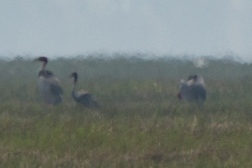 Sarus Crane (Antigone antigone), photo 9