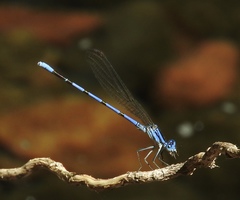 Argia tarascana