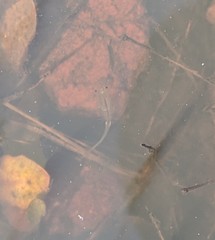 Branchinecta sandiegonensis