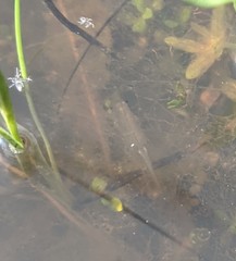 Branchinecta sandiegonensis