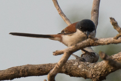 Lanius collurioides
