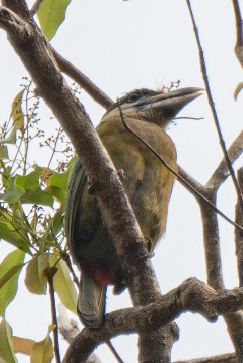 Red-vented Barbet (Psilopogon lagrandieri), photo 3