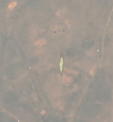 Branchinecta sandiegonensis