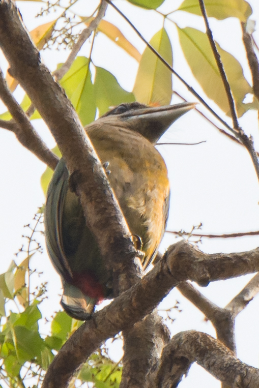 Red-vented Barbet (Psilopogon lagrandieri), photo 4