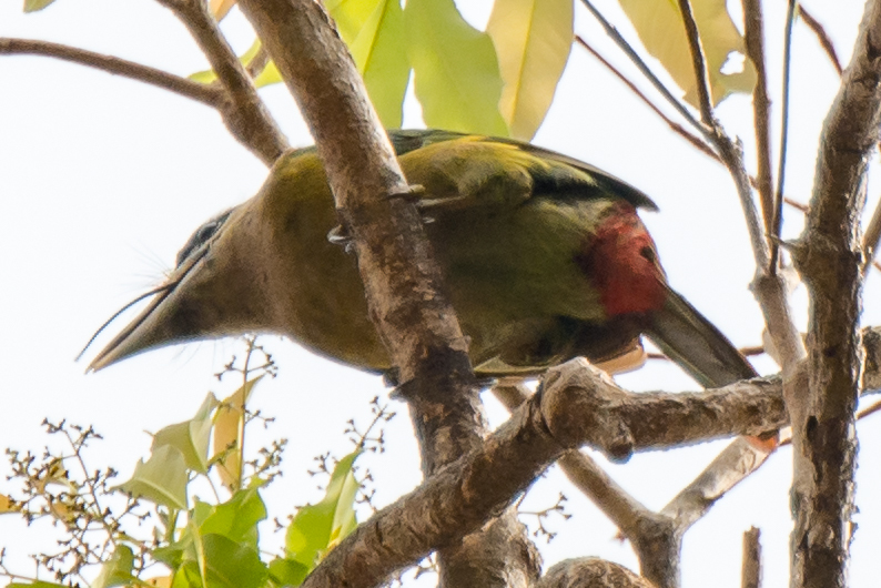 Red-vented Barbet (Psilopogon lagrandieri), photo 2