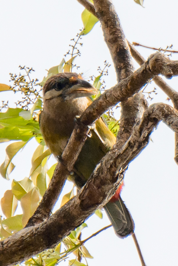 Red-vented Barbet (Psilopogon lagrandieri), photo 5