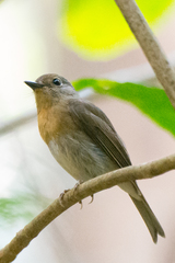 Cyornis hainanus